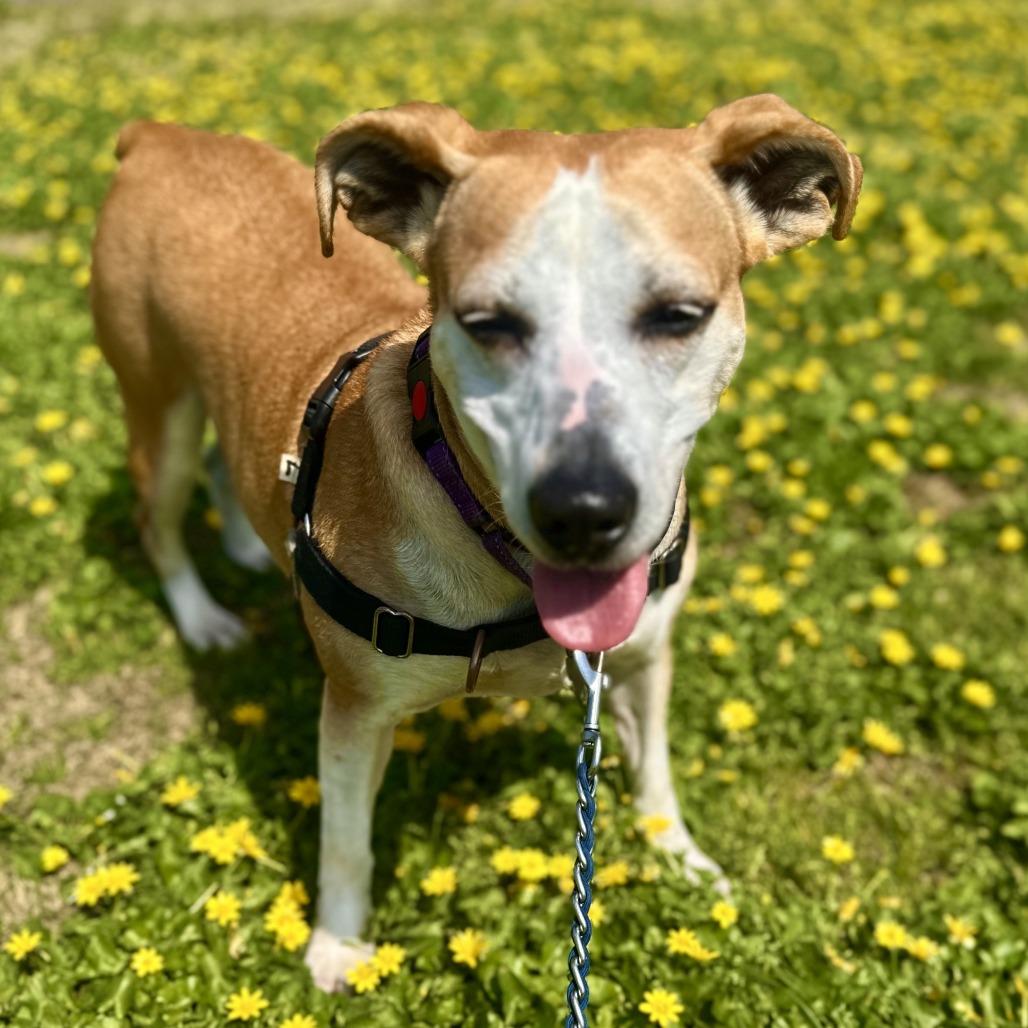 Enlarge Jojo, a Adoptable mixed breed in Falls Church, VA image 4/6
