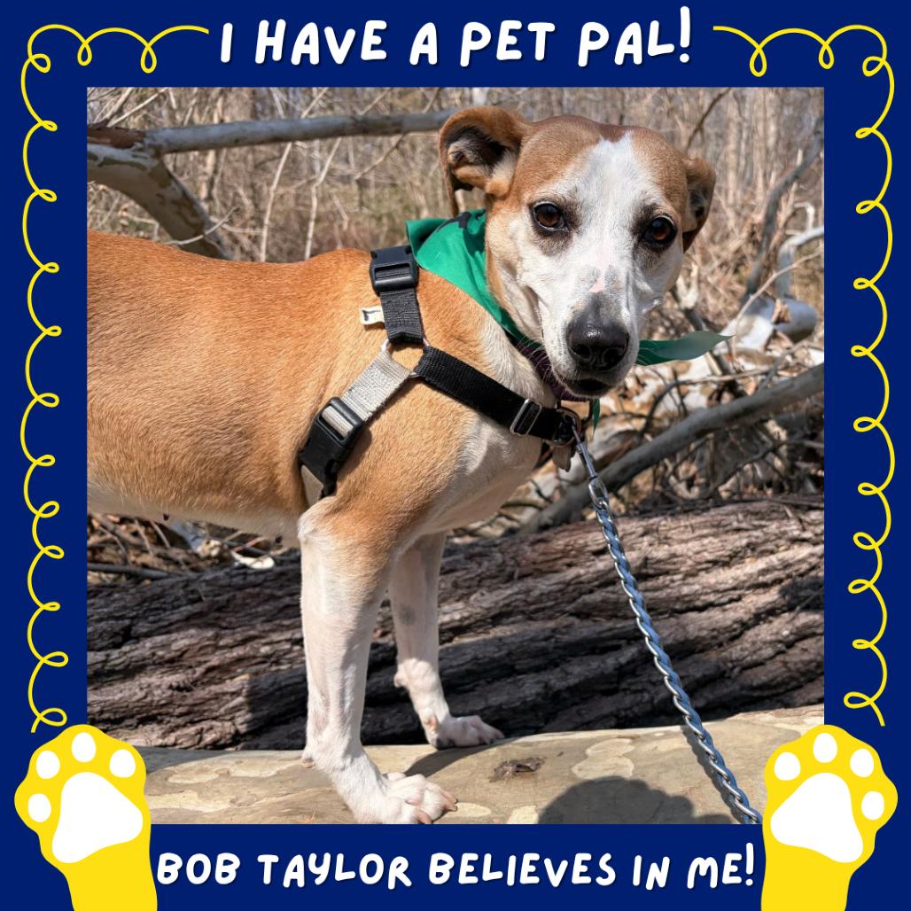 Enlarge Jojo, a Adoptable mixed breed in Falls Church, VA image 4/6