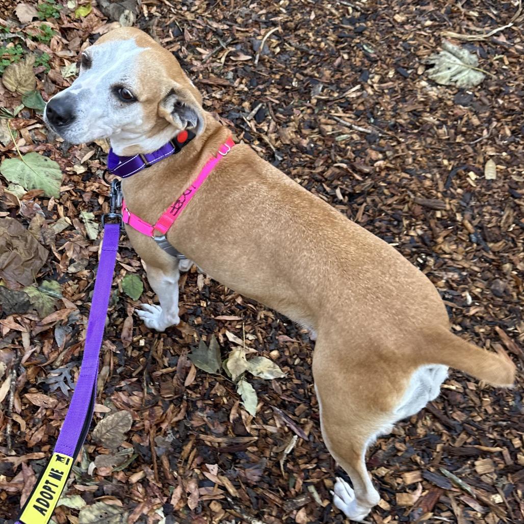 Jojo, Adoptable, Adult Female Mountain Cur.