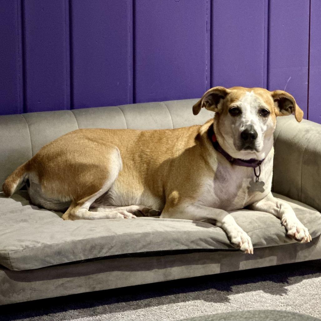 Enlarge Jojo, a Adoptable mixed breed in Falls Church, VA image 5/6