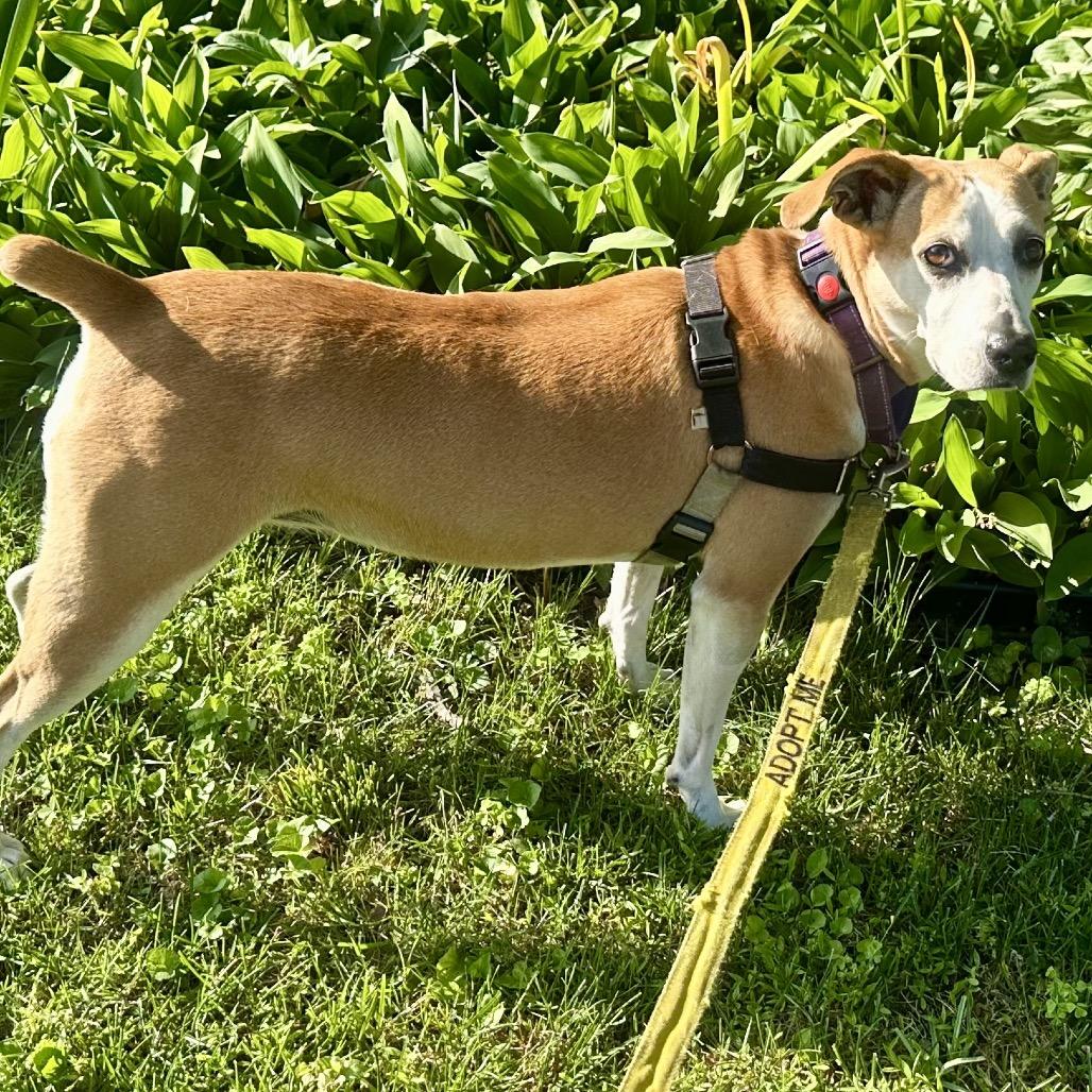 Jojo, a Adoptable mixed breed in Falls Church, VA image 6/6