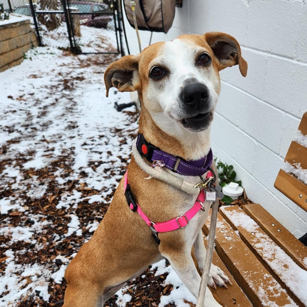 Enlarge Jojo, a Adoptable mixed breed in Falls Church, VA image 2/6