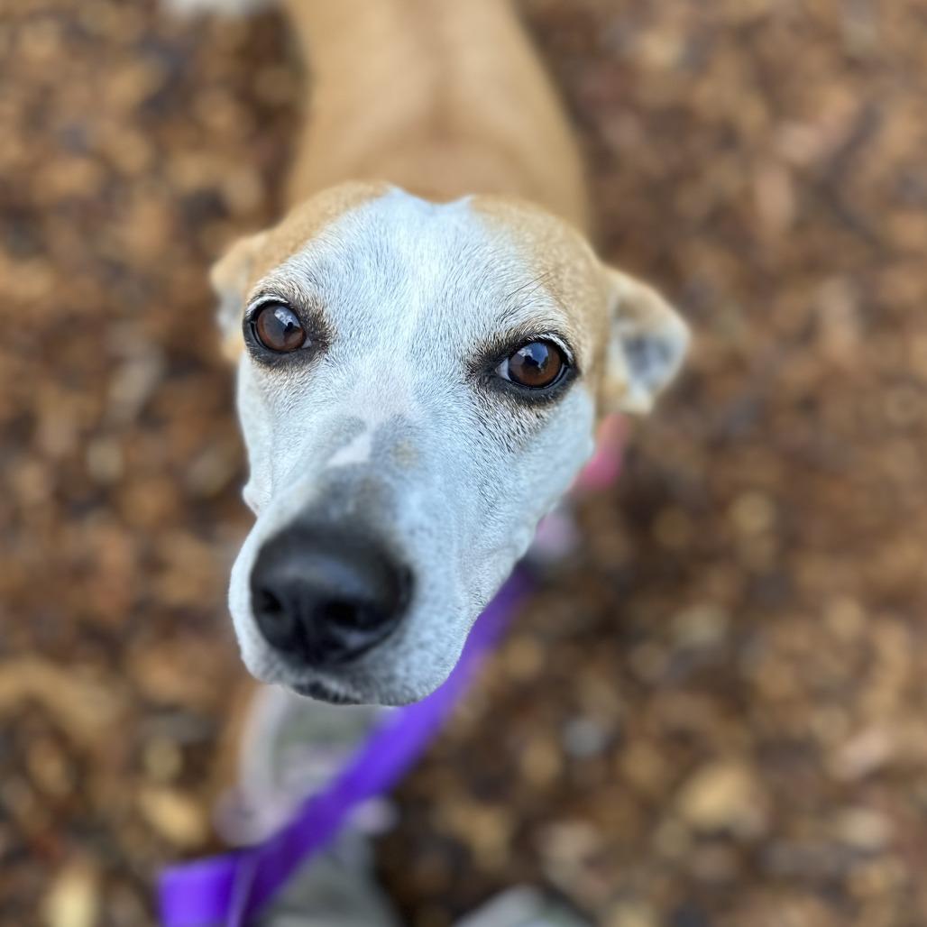 Enlarge Jojo, a Adoptable mixed breed in Falls Church, VA image 3/6
