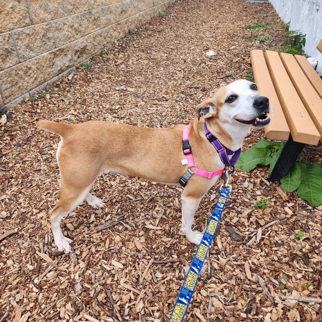 Jojo, a Adoptable mixed breed in Falls Church, VA image 6/6