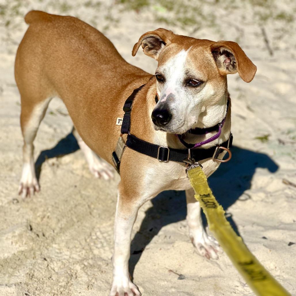 Enlarge Jojo, a Adoptable mixed breed in Falls Church, VA image 6/6