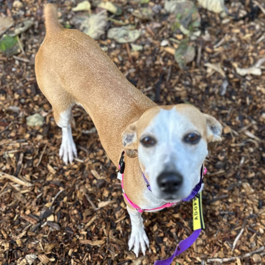 Enlarge Jojo, a Adoptable mixed breed in Falls Church, VA image 5/6