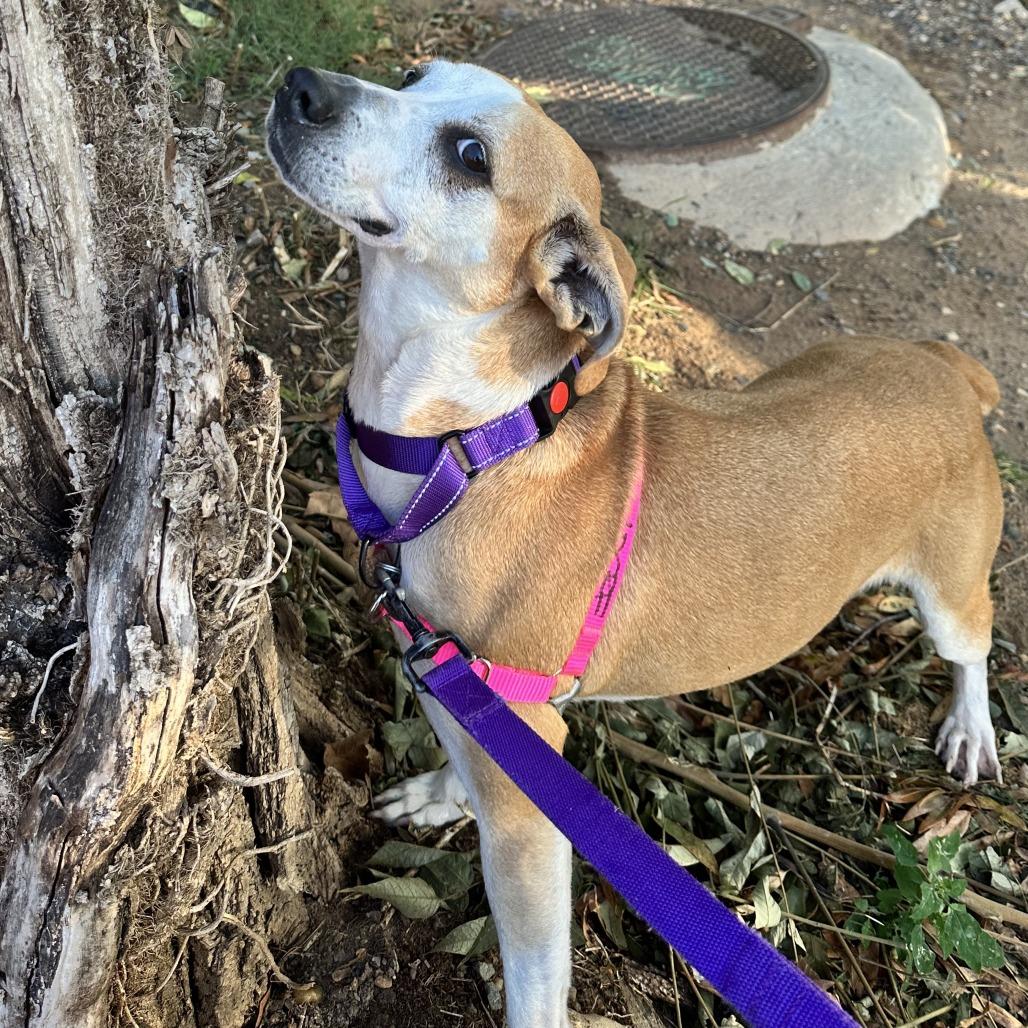 Enlarge Jojo, a Adoptable mixed breed in Falls Church, VA image 6/6