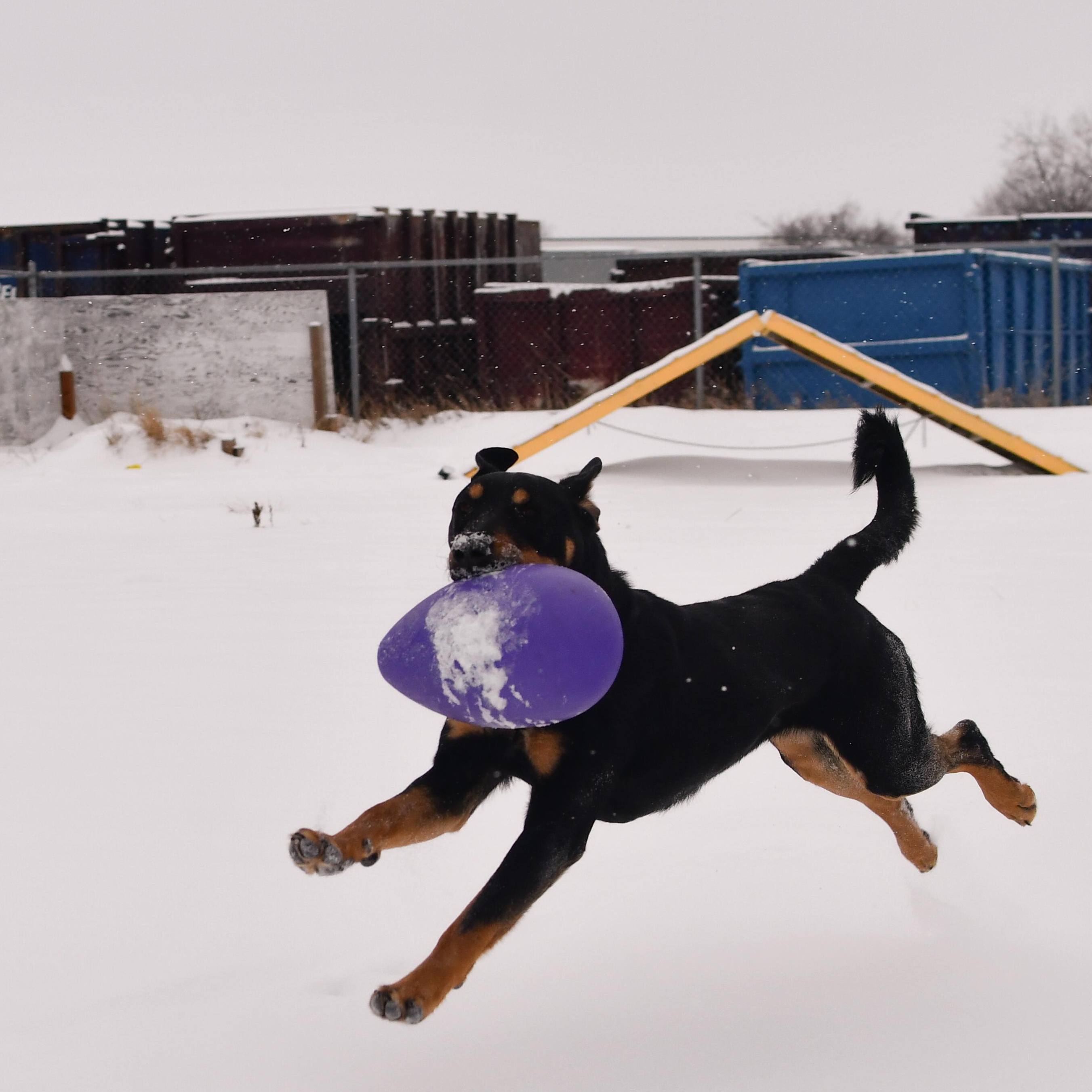 Big Mac, a Adoptable Mixed Breed in Morden, MB image 3/6