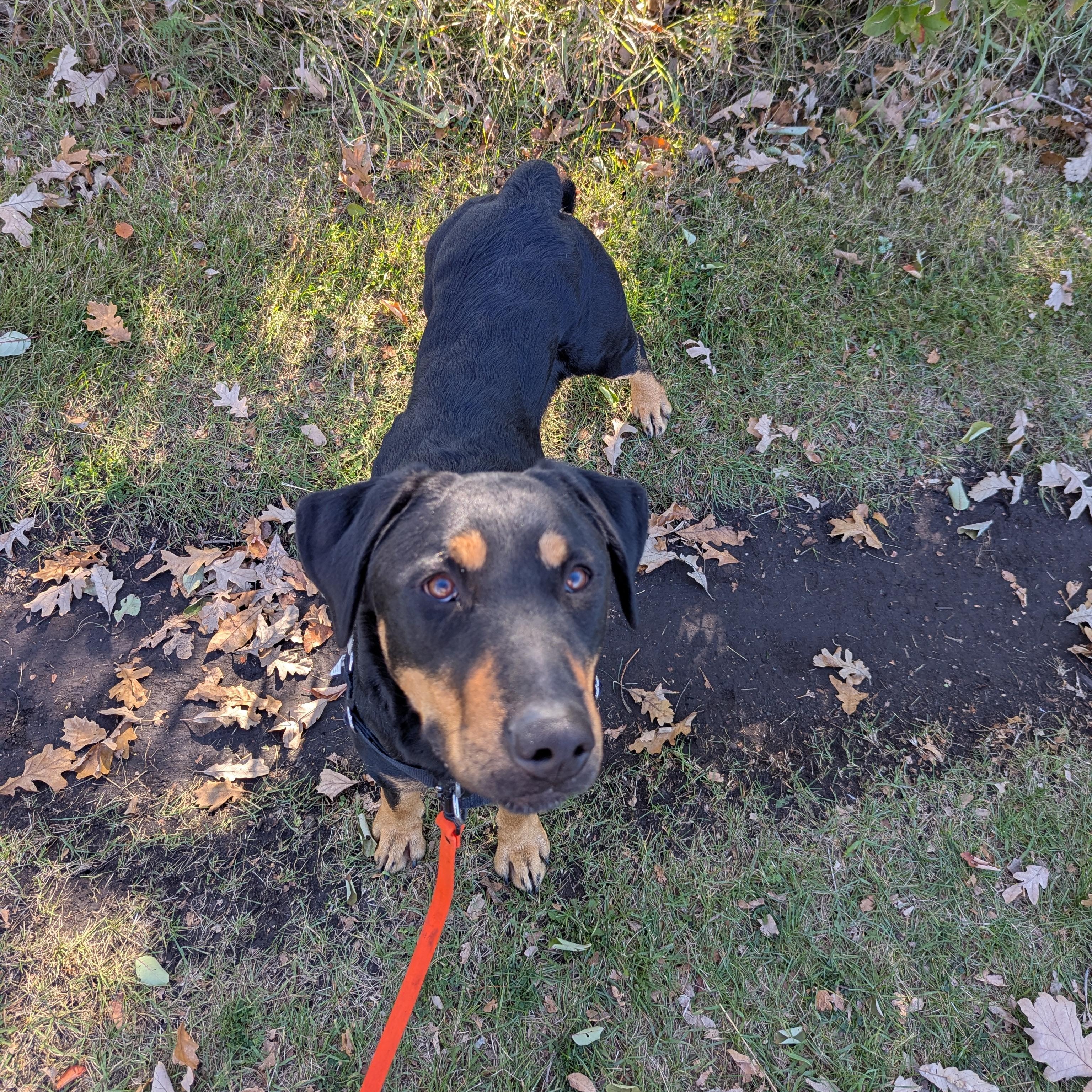 Big Mac, a Adoptable Mixed Breed in Morden, MB image 5/6