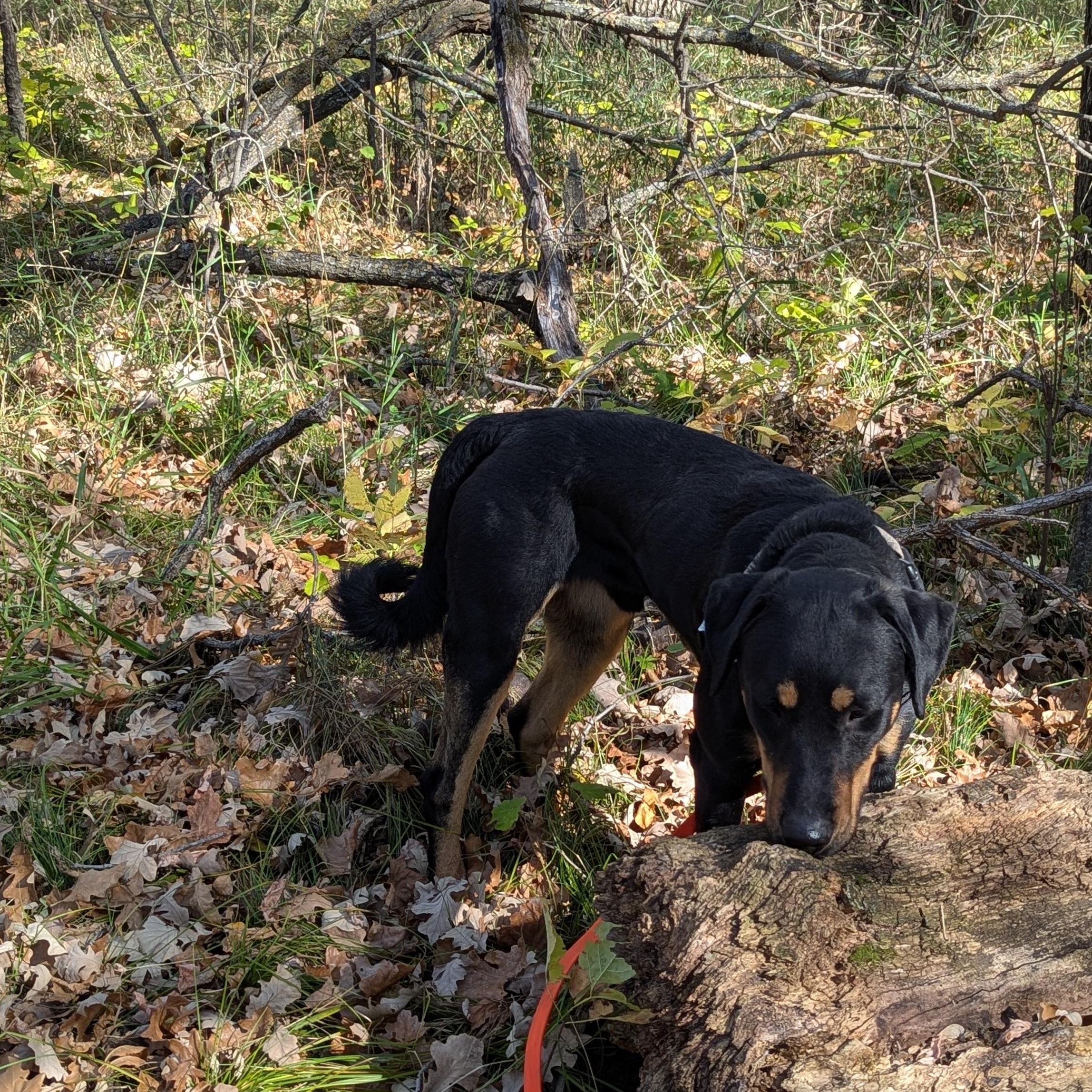 Big Mac, a Adoptable Mixed Breed in Morden, MB image 3/6