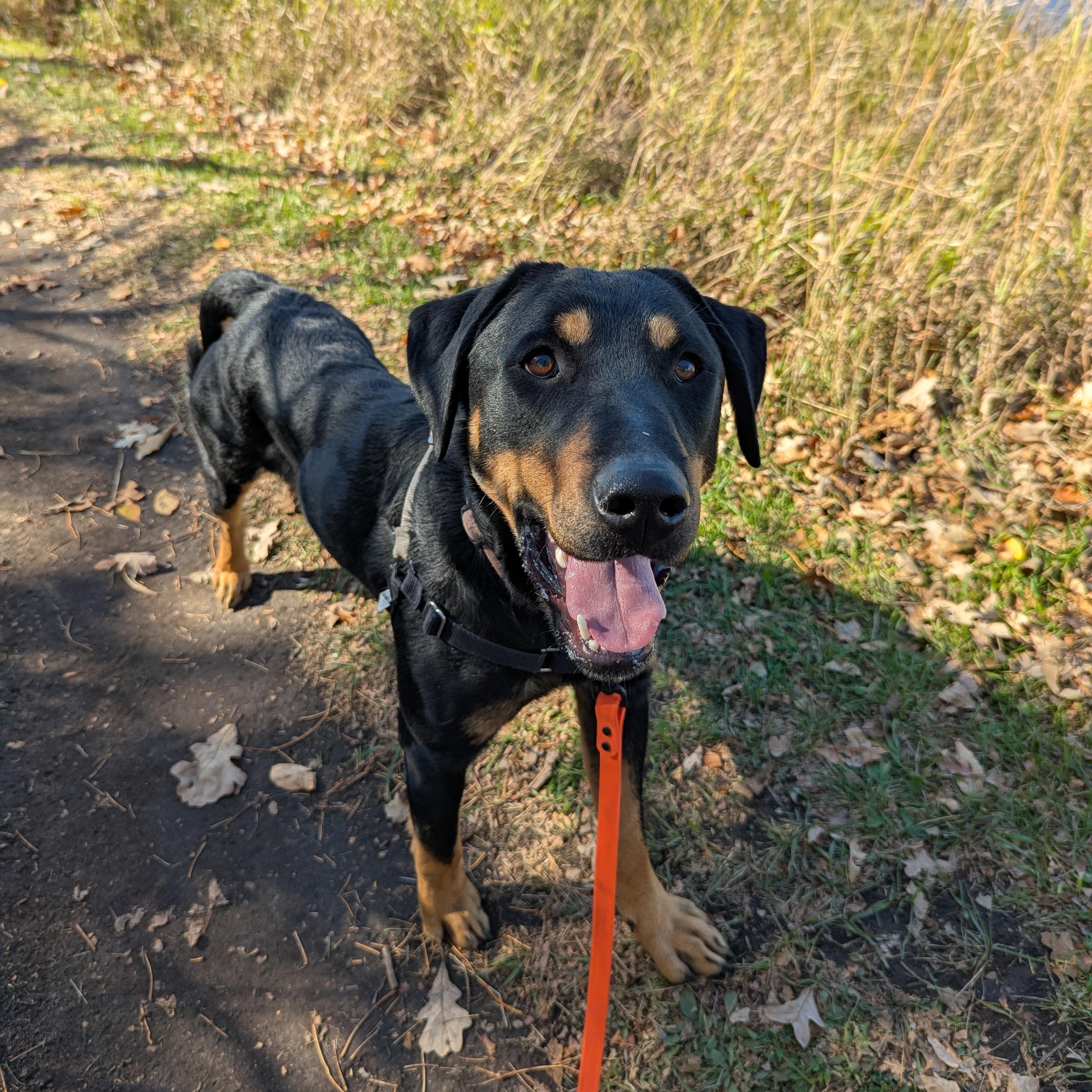 Big Mac, an adoptable Mixed Breed in Morden, MB, R6M 1Y4 | Photo Image 4