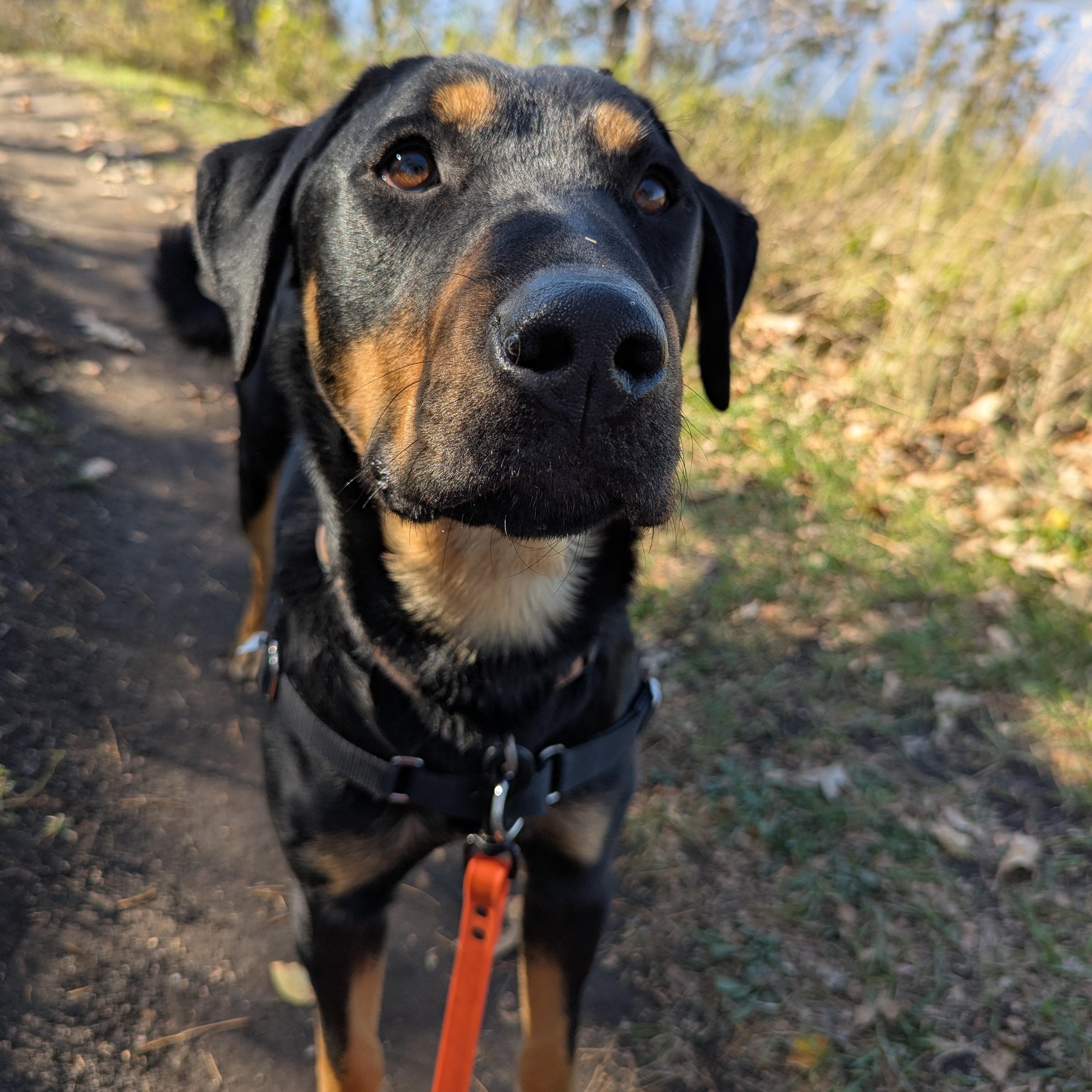 Big Mac, a Adoptable Mixed Breed in Morden, MB image 1/6