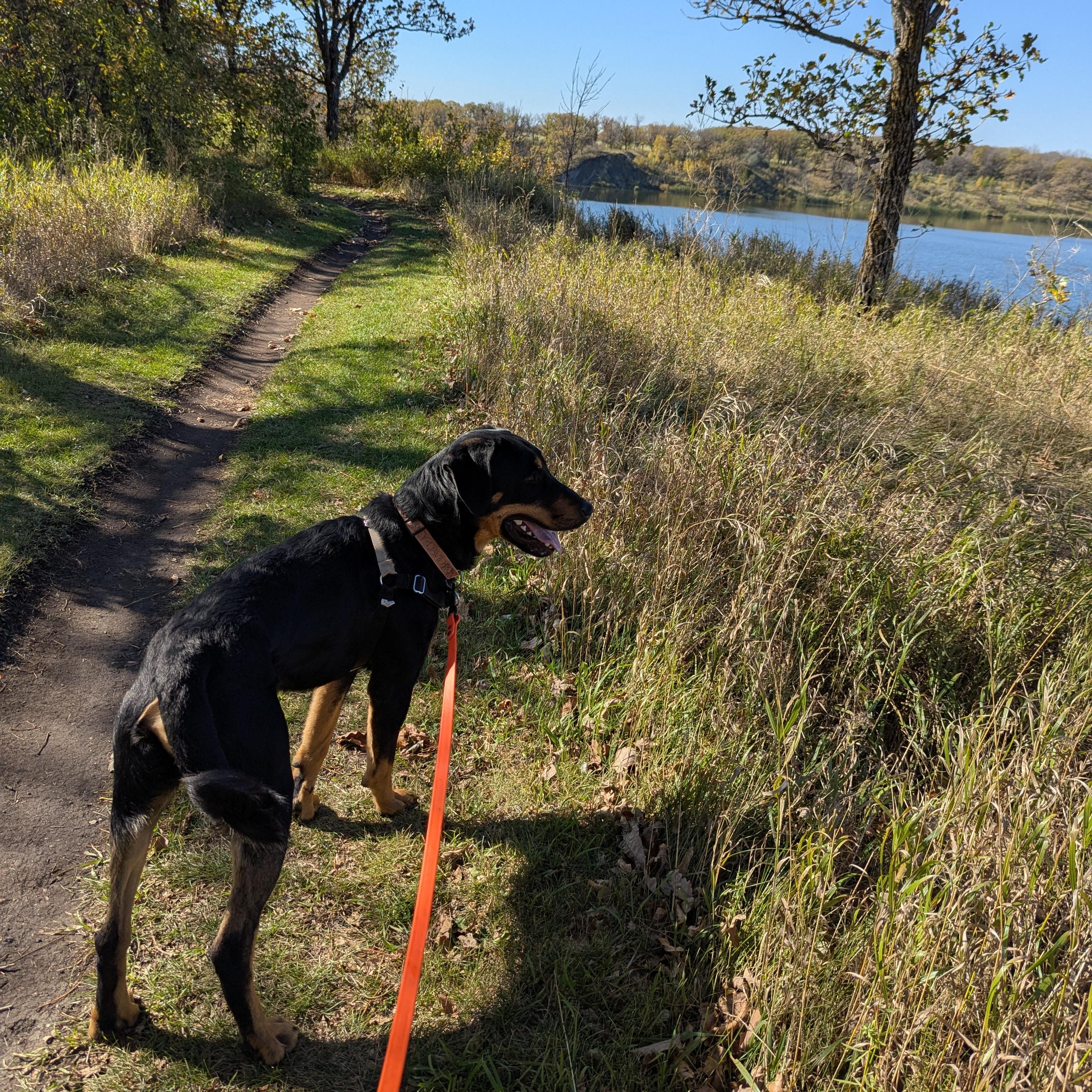 Big Mac, a Adoptable Mixed Breed in Morden, MB image 6/6