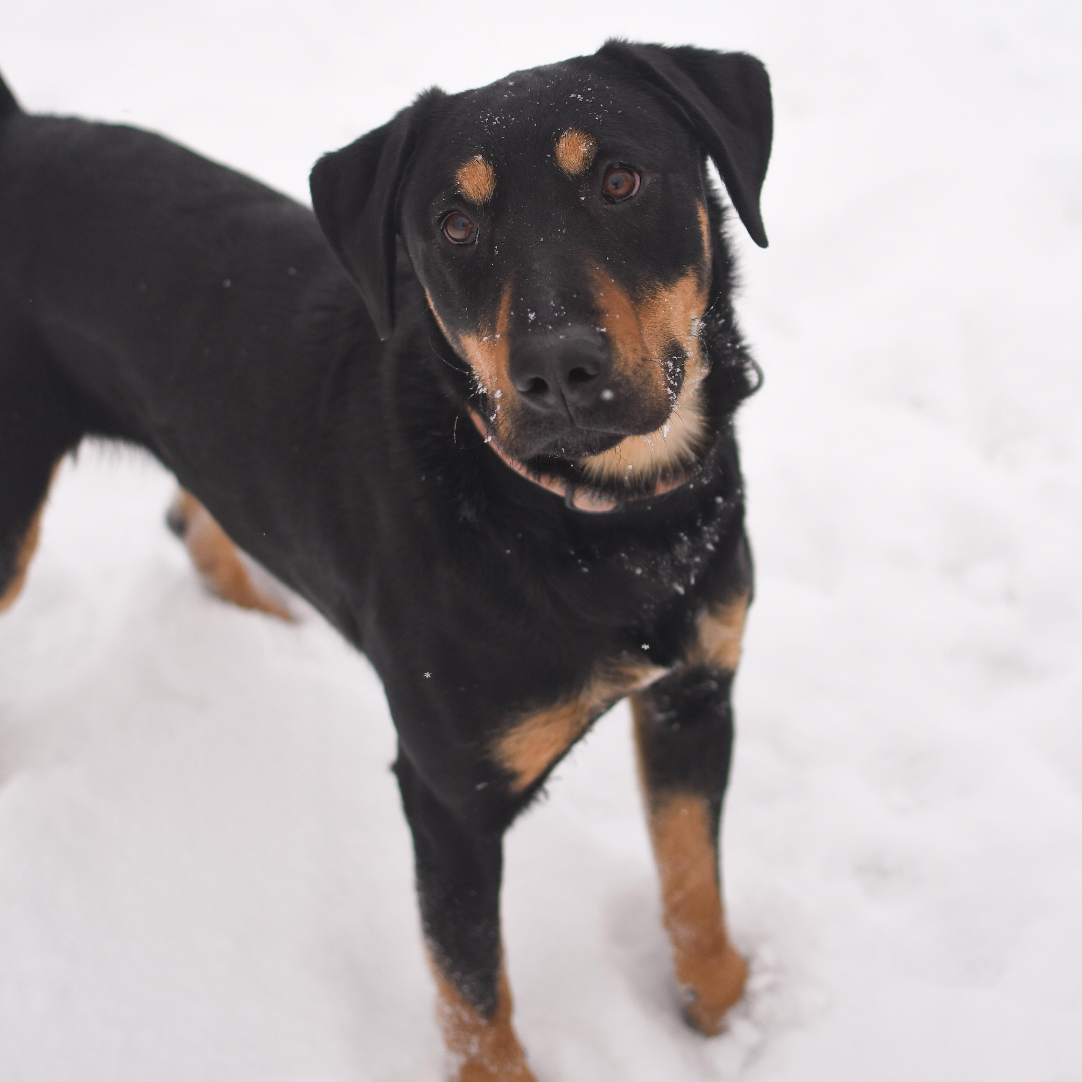 Big Mac, a Adoptable Mixed Breed in Morden, MB image 1/6