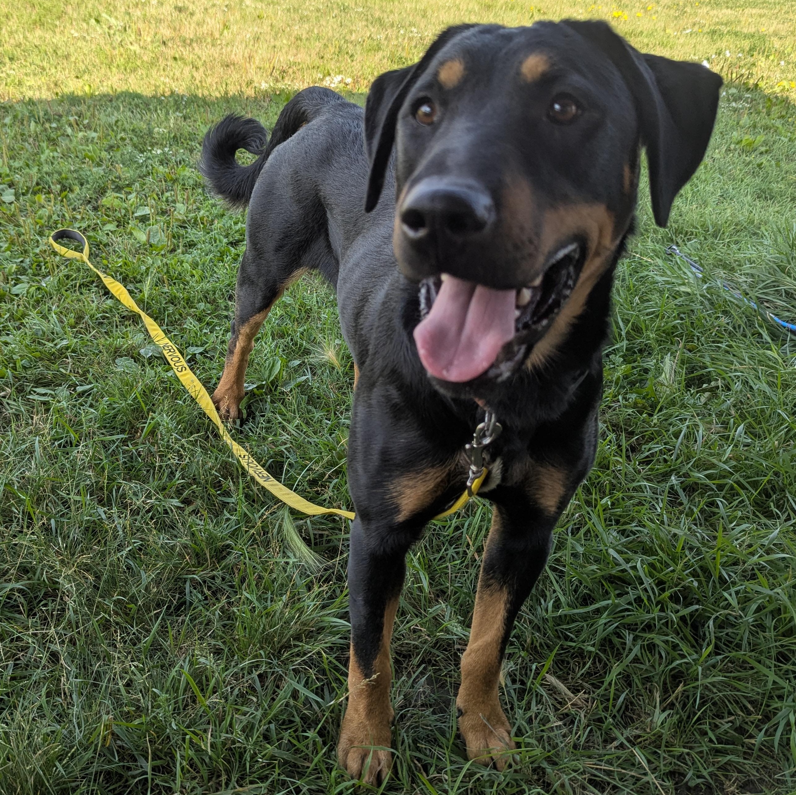Big Mac, a Adoptable Mixed Breed in Morden, MB image 2/6