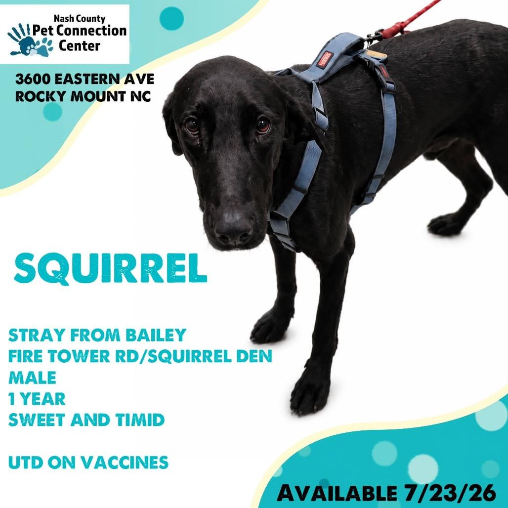 SQUIRREL Available NOW - ADOPTION or RESCUE!, Adoptable, Young Male Mixed Breed.