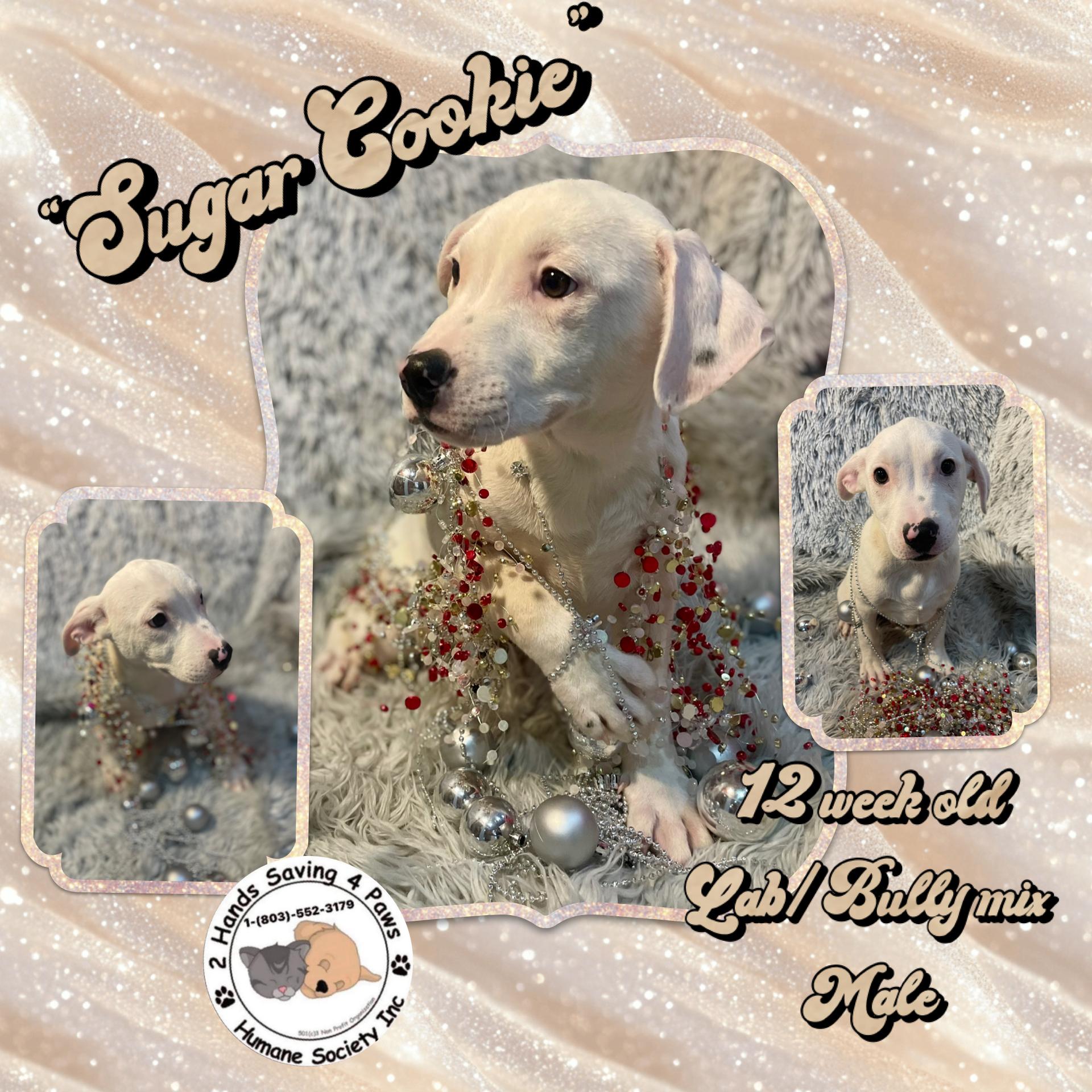 Enlarge “Sugar-Cookie”, a Adoptable mixed breed in Totowa, NJ image 1/2