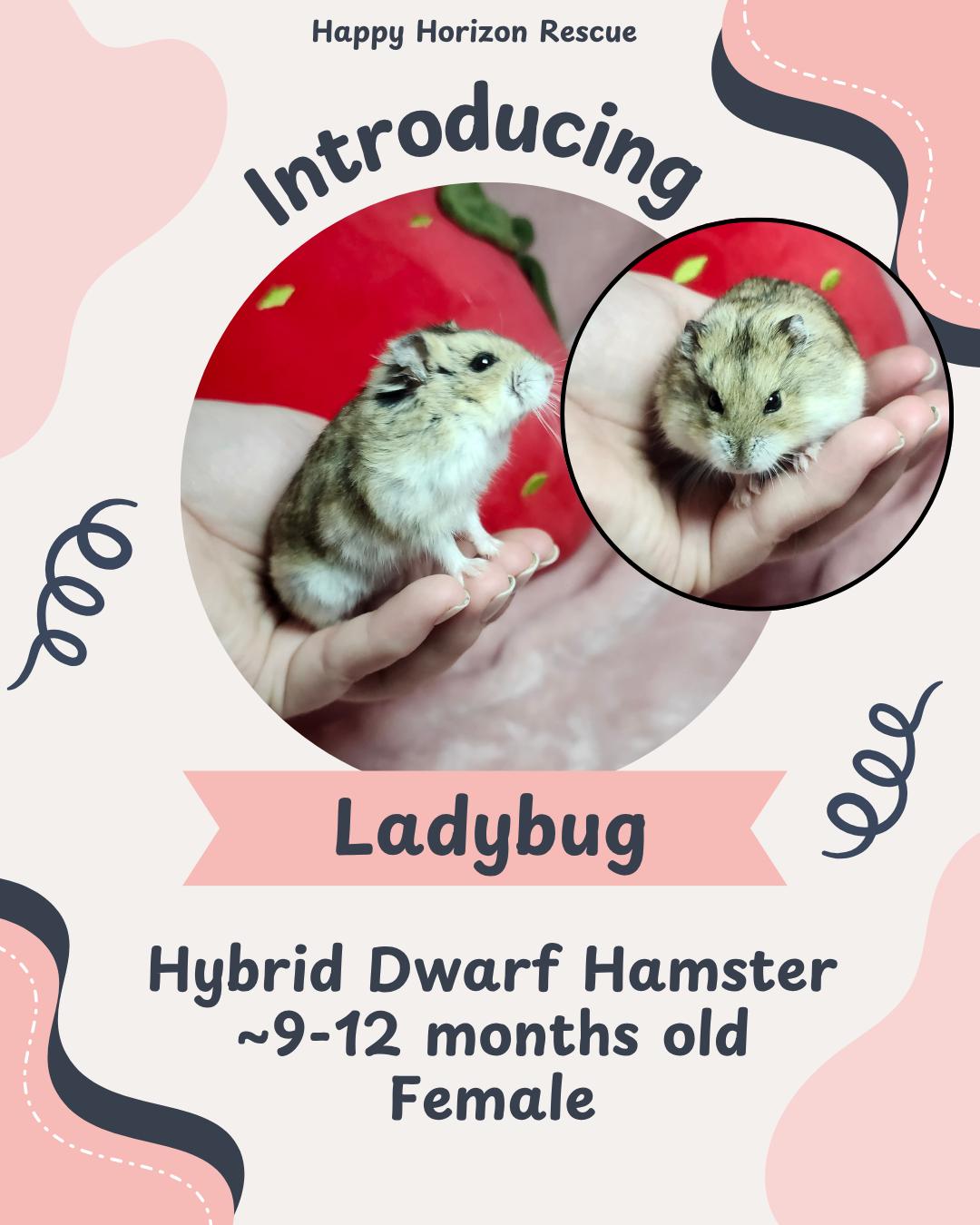 Enlarge Ladybug, a ADOPTABLE Hamster in West Chester, OH image 1/1