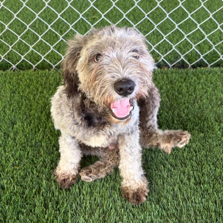 Enlarge Parton, a Adoptable Mixed Breed in Morristown, NJ image 3/5