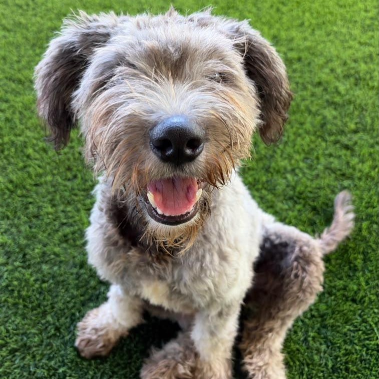 Enlarge Parton, a Adoptable Mixed Breed in Morristown, NJ image 5/5