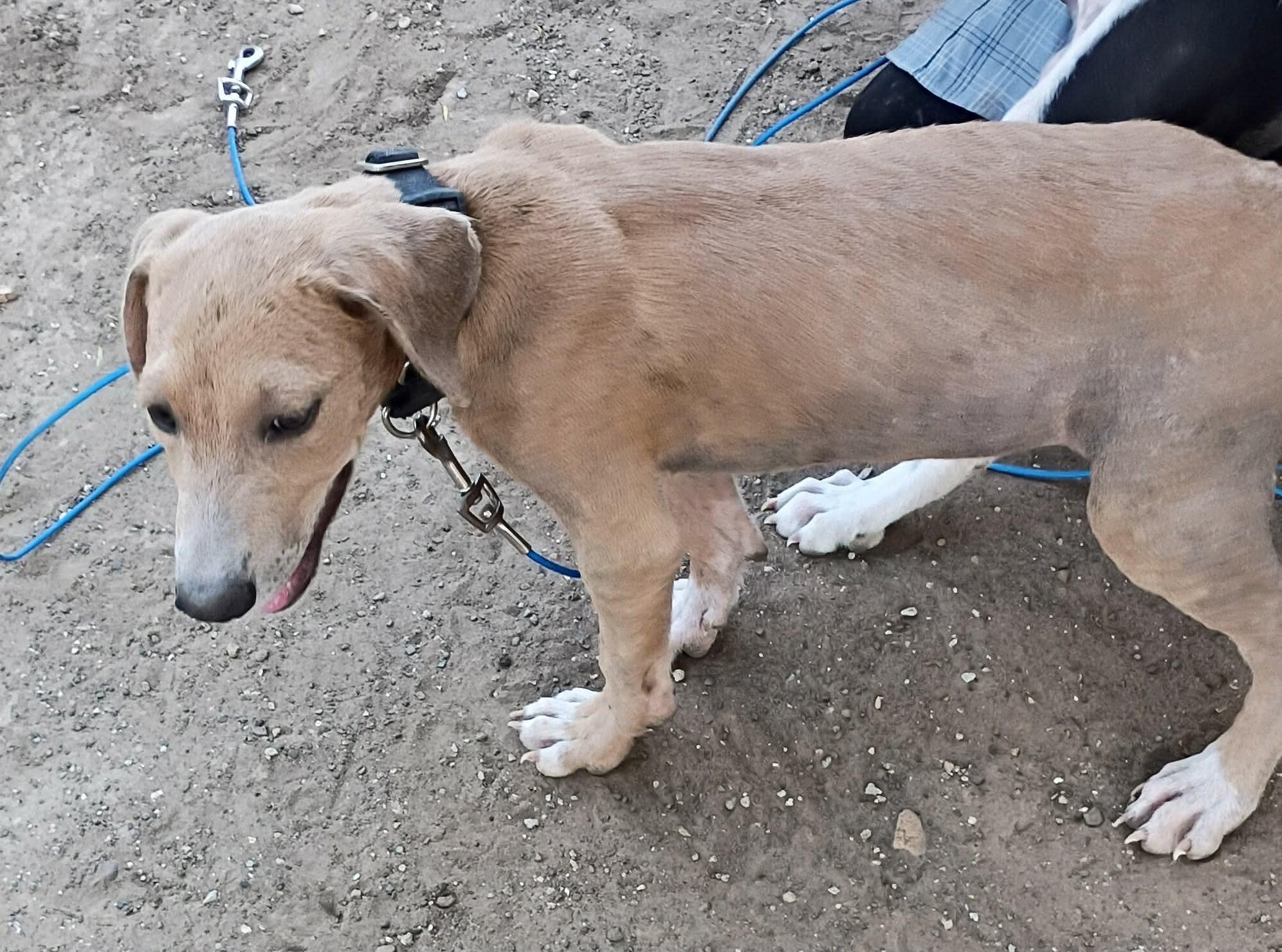 Enlarge Buffy, a Adoptable mixed breed in Paramus, NJ image 2/4
