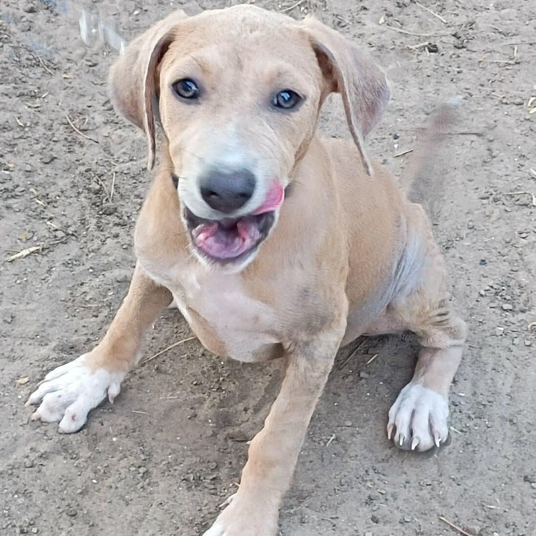 Enlarge Buffy, a Adoptable mixed breed in Paramus, NJ image 1/4