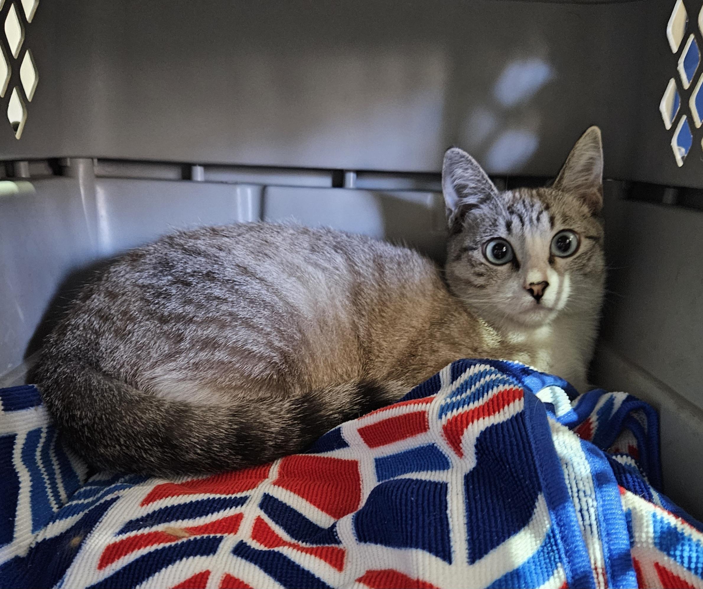 Enlarge Mouse, a Adoptable Domestic Short Hair in Nucla, CO image 1/1