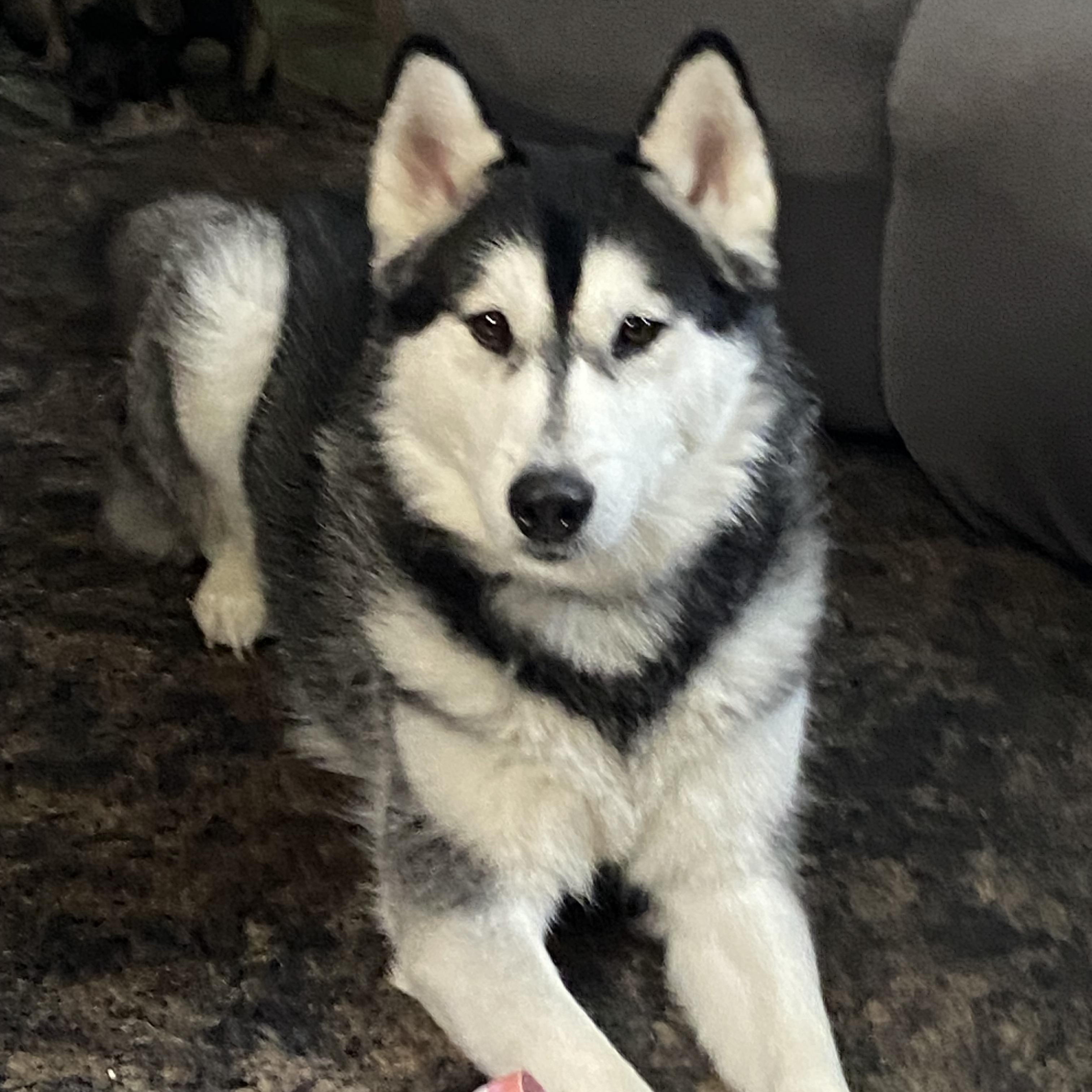 Enlarge Luna, a Adoptable Siberian Husky in Blytheville, AR image 1/1