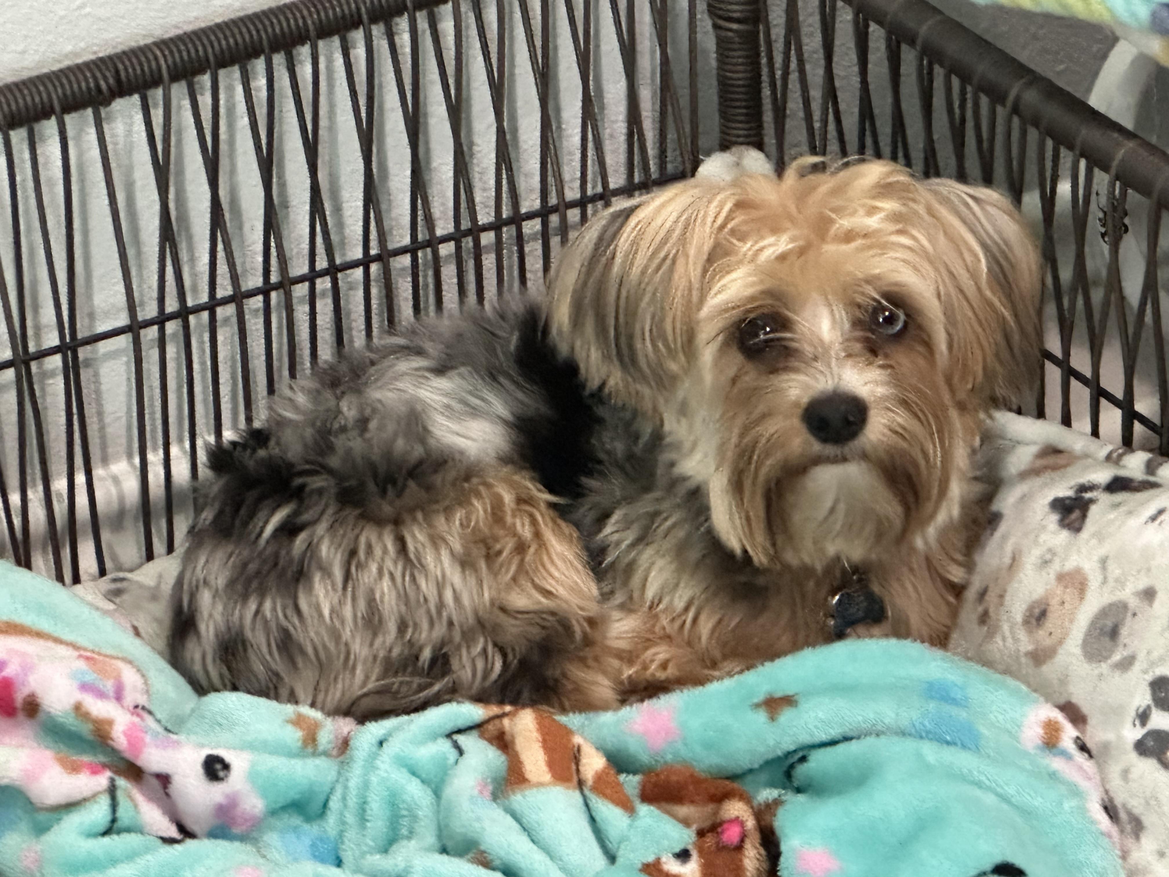 Kevin, Adopted, Adult Male Yorkshire Terrier.