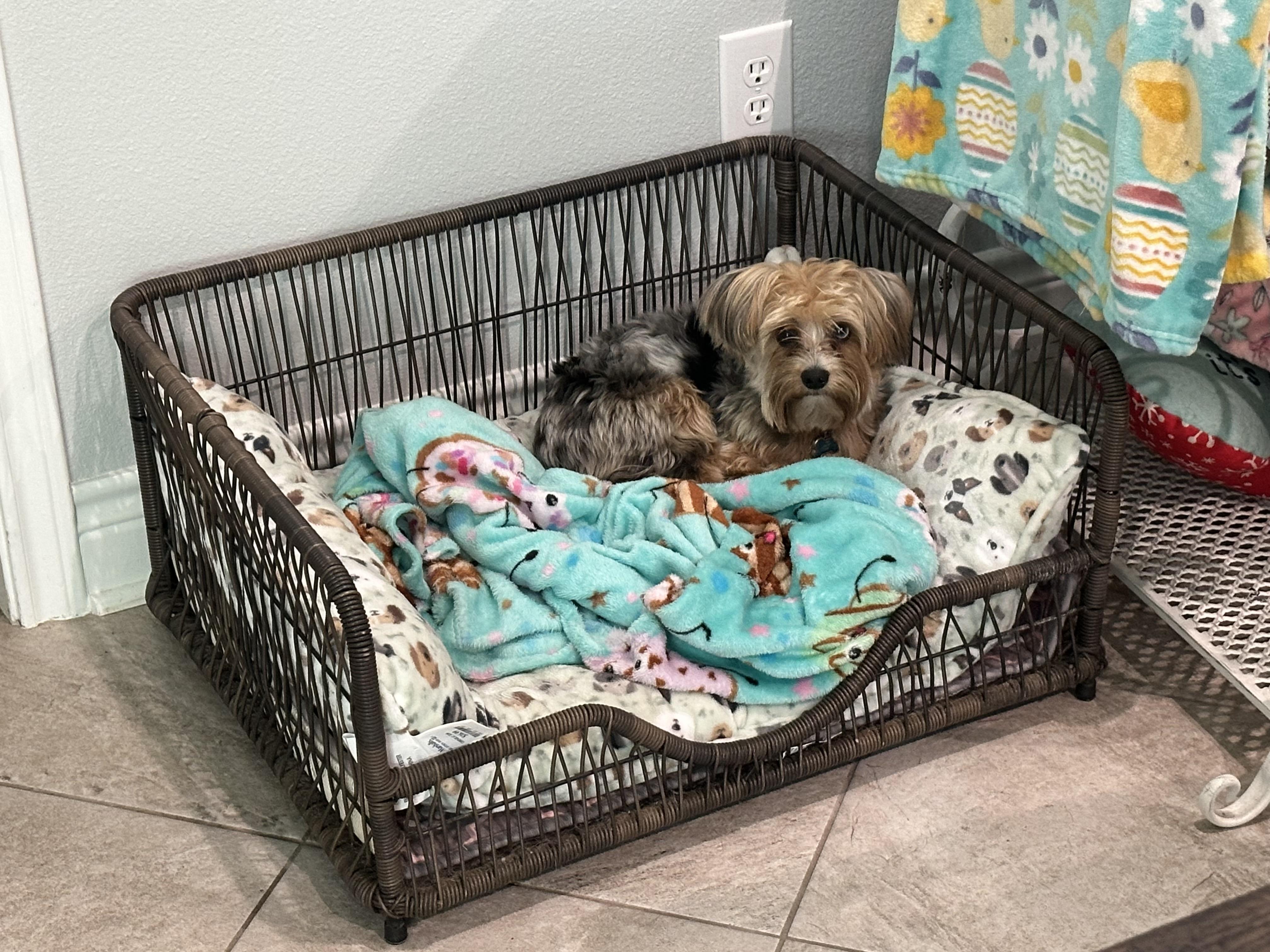 Enlarge Kevin, a Adopted mixed breed in Temple, TX image 3/4