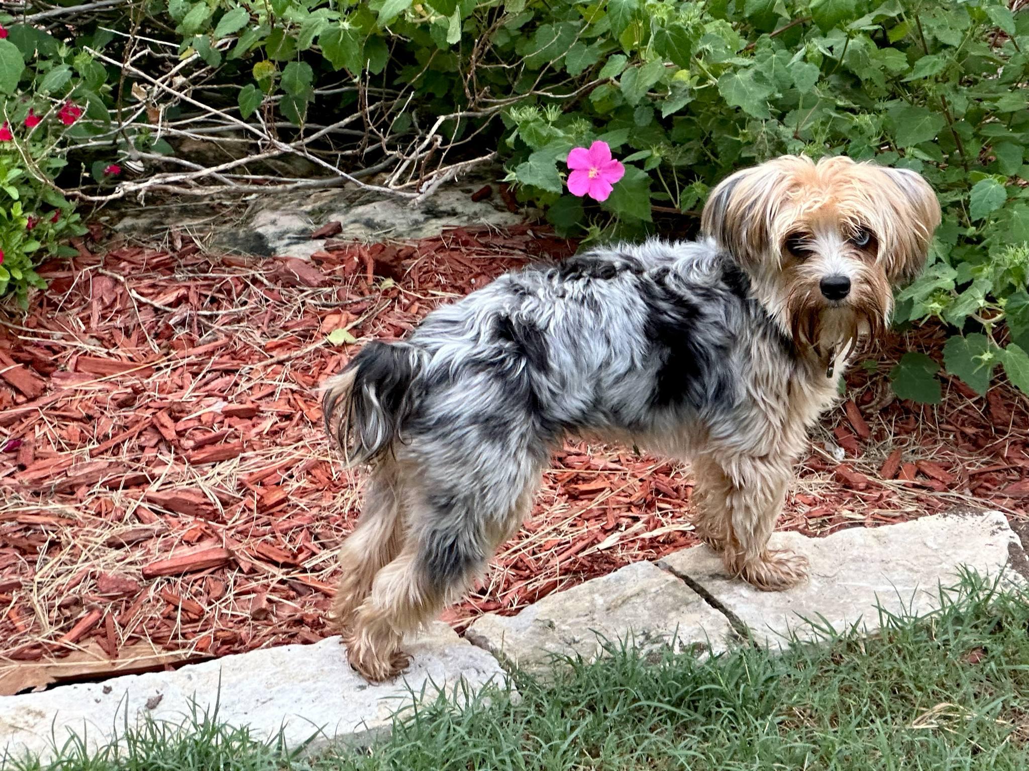 Enlarge Kevin, a Adopted mixed breed in Temple, TX image 4/4