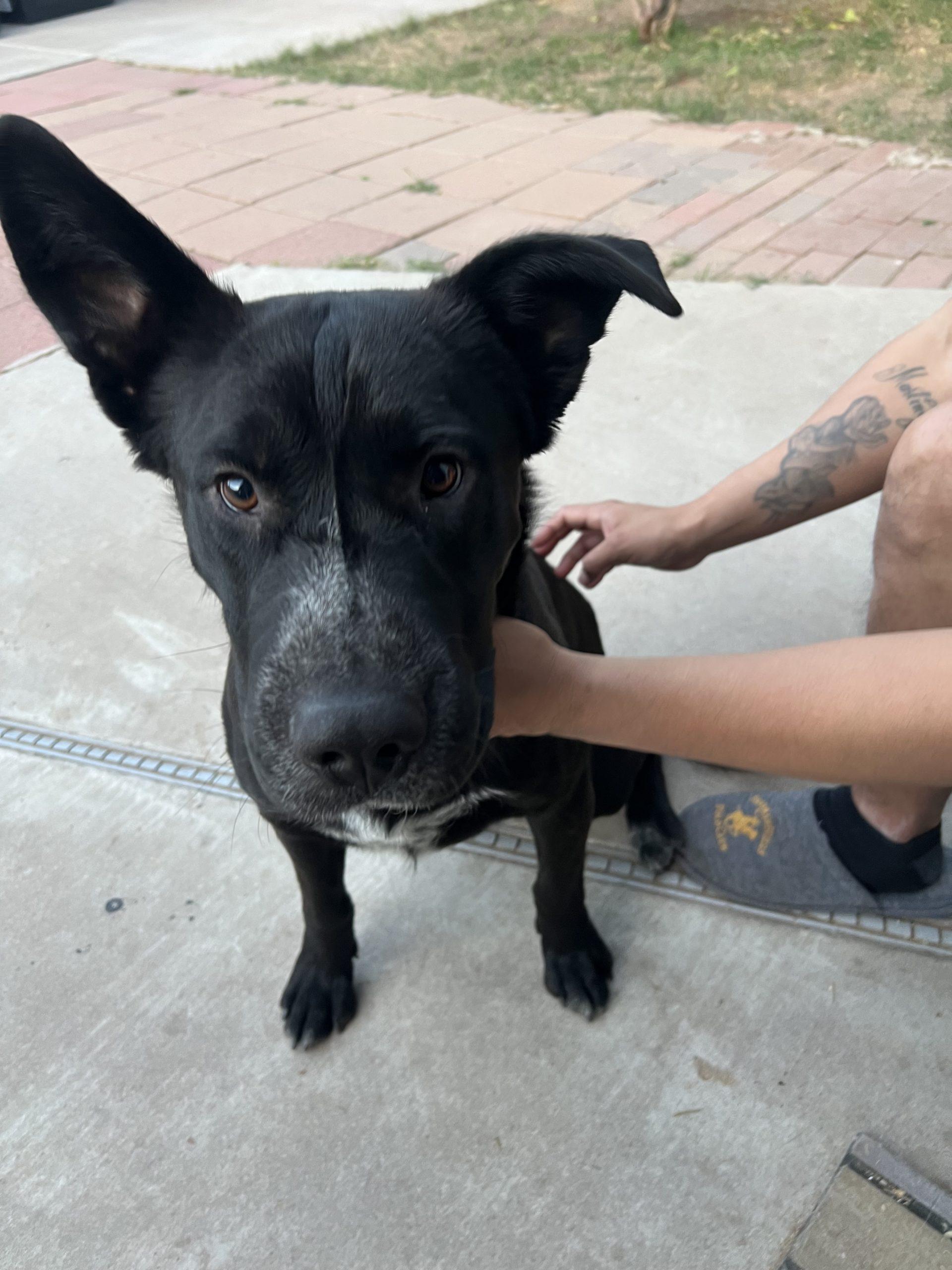 Thatcher, Adoptable, Young Male Labrador Retriever & Mixed Breed.