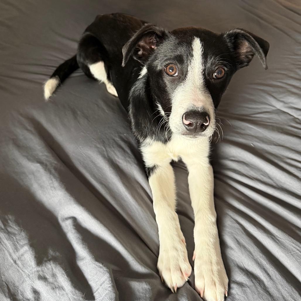 Hercules, a Adoptable Mixed Breed in Staten Island, NY image 1/6