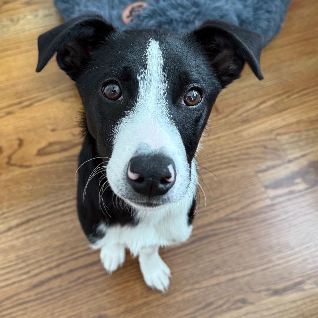 Hercules, a Adoptable Mixed Breed in Staten Island, NY image 2/6