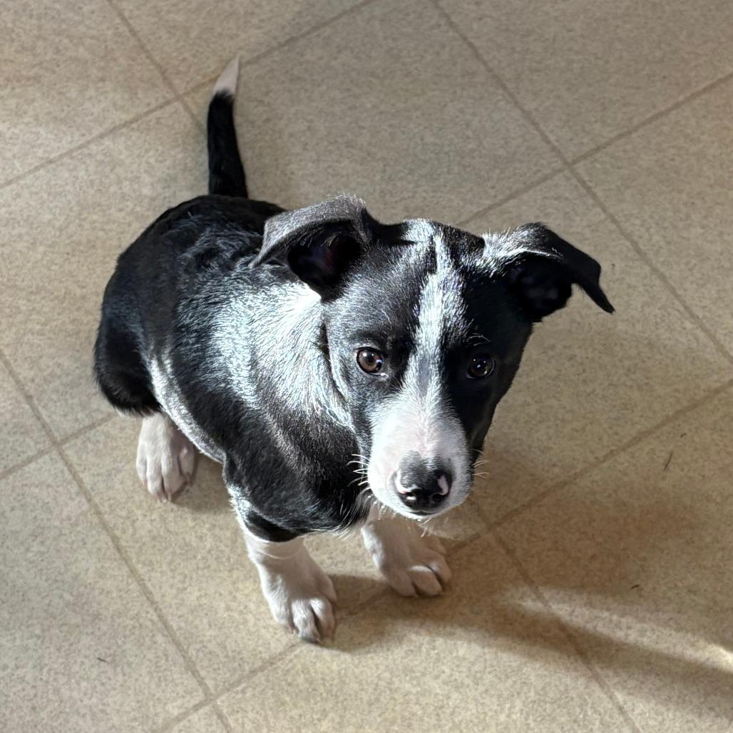 Hercules, a Adoptable Mixed Breed in Staten Island, NY image 3/6