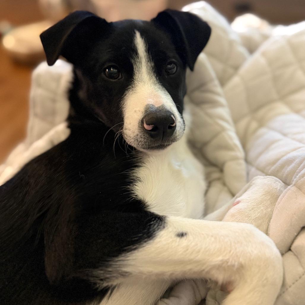 Hercules, a Adoptable Mixed Breed in Staten Island, NY image 4/6