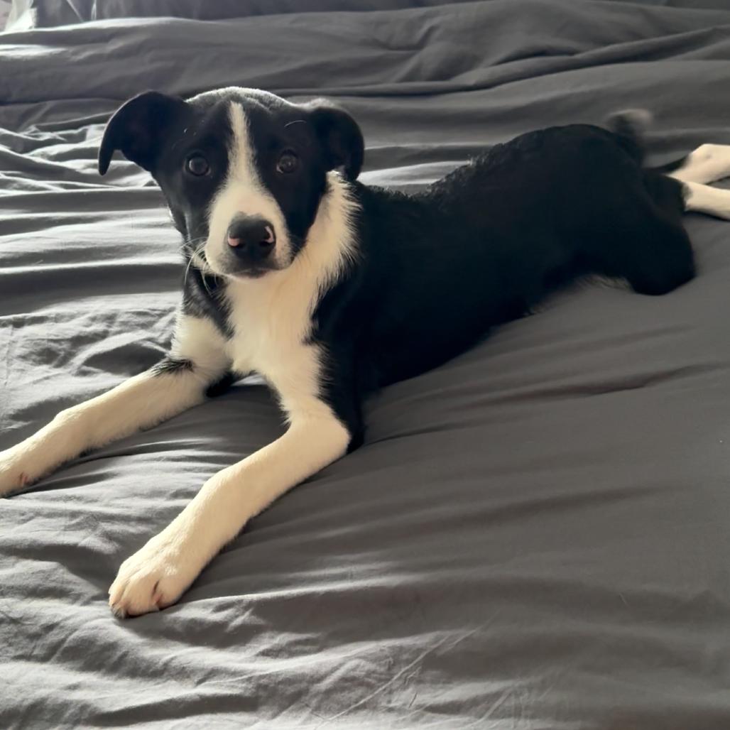 Hercules, a Adoptable Mixed Breed in Staten Island, NY image 5/6