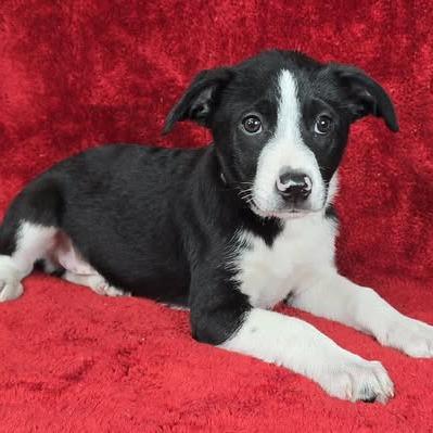 Hercules thumbnail 6