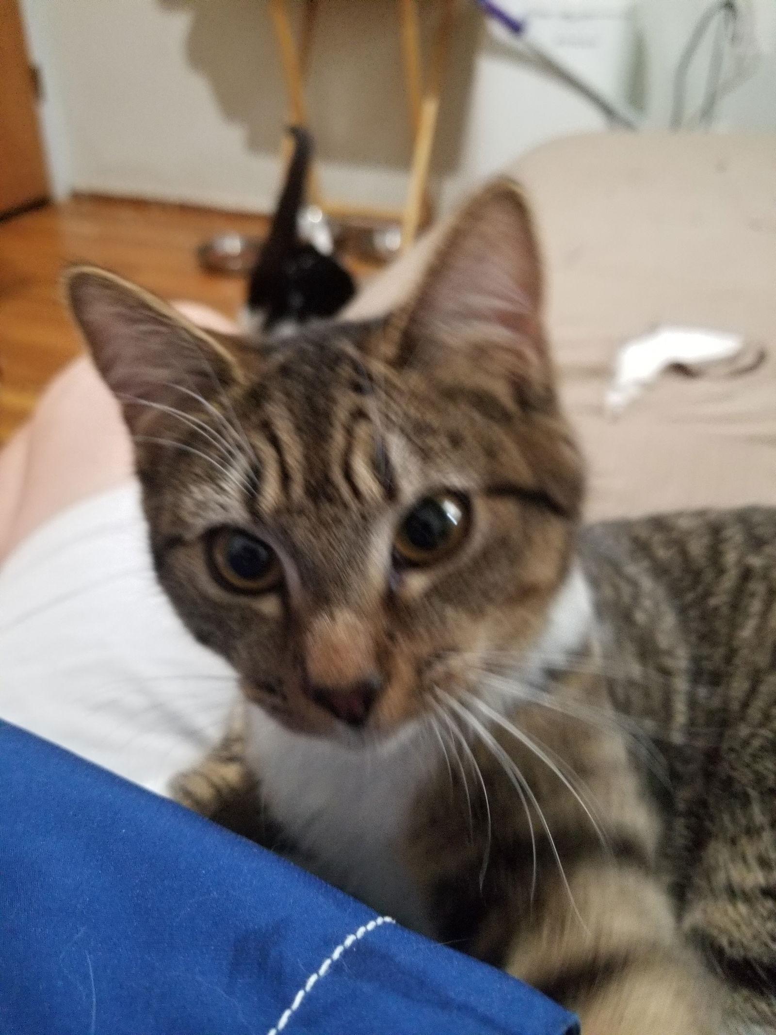 Stevie and Stacy, Adoptable, Kitten Female Tuxedo & Tabby.