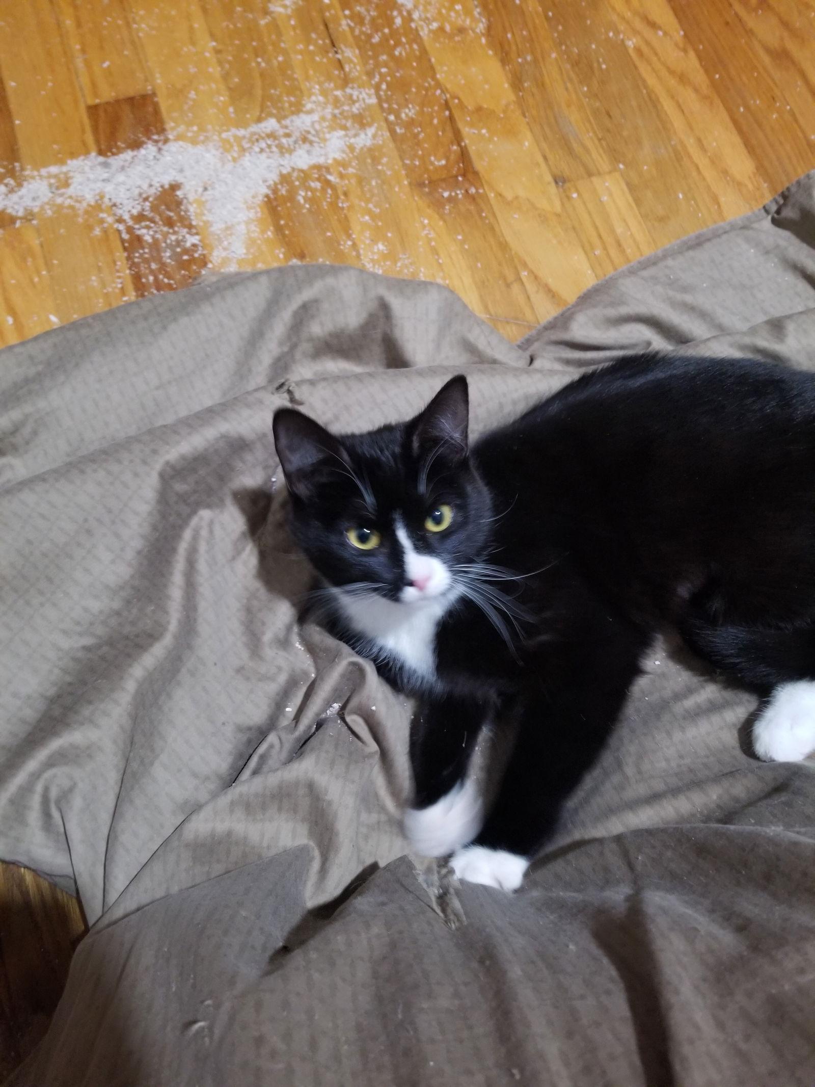 Stevie and Stacy, a Adoptable mixed breed in Buena Park, CA image 2/2