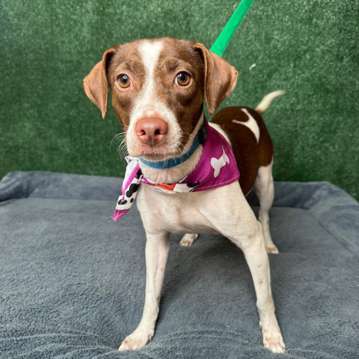 Enlarge Sandy , a ADOPTABLE mixed breed in New York, NY image 4/4