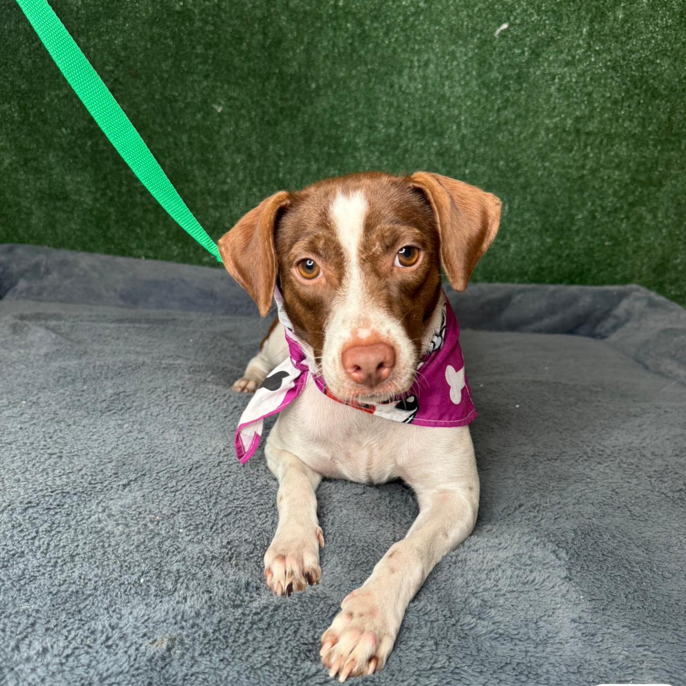 Enlarge Sandy , a ADOPTABLE mixed breed in New York, NY image 1/4