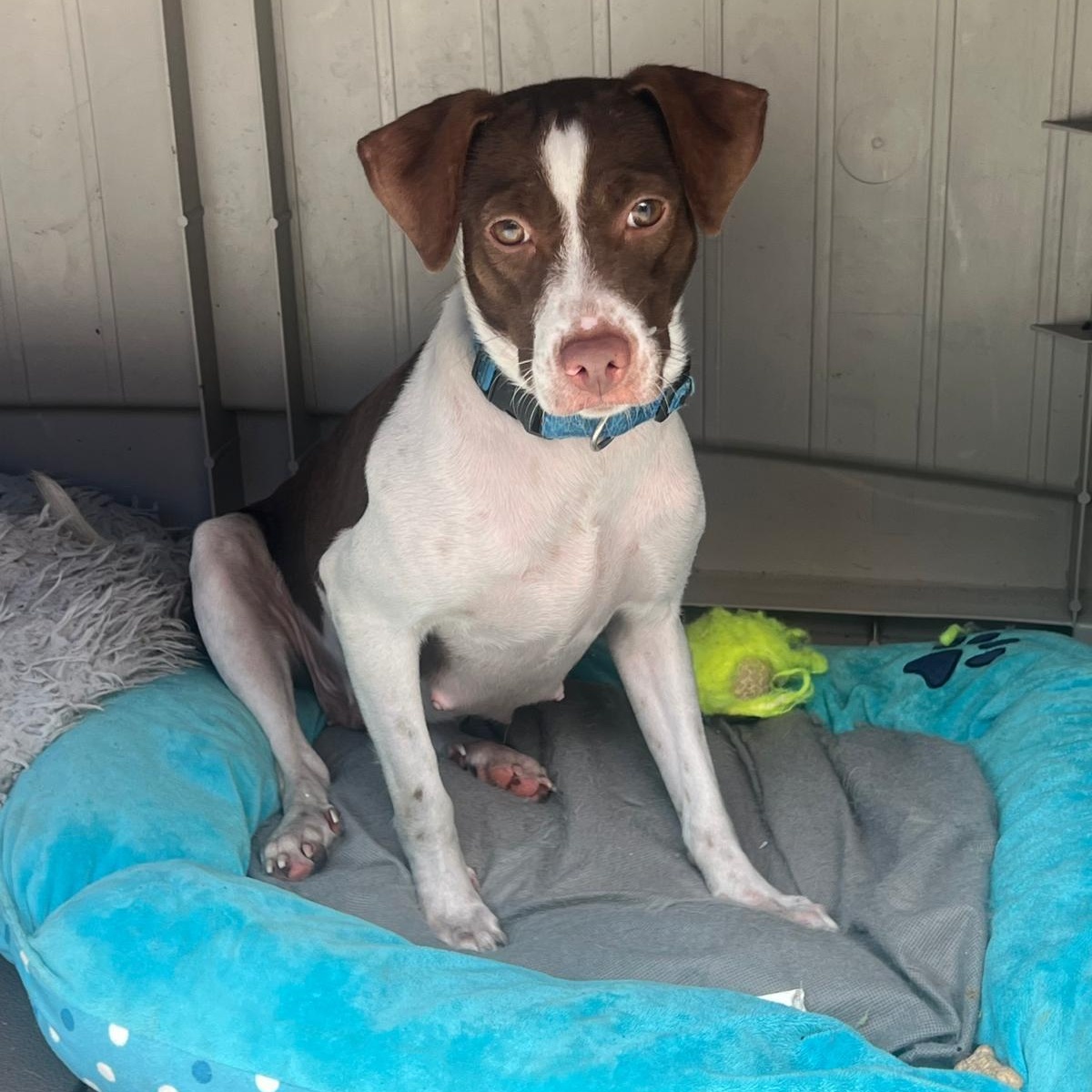 Enlarge Sandy , a ADOPTABLE mixed breed in New York, NY image 2/4