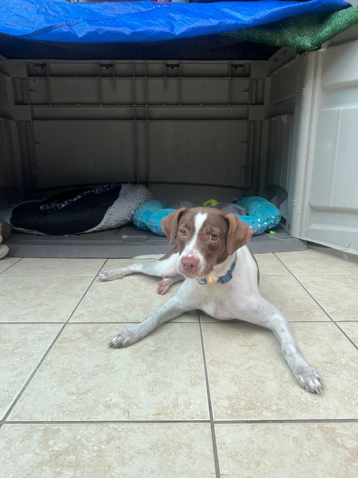 Enlarge Sandy , a ADOPTABLE mixed breed in New York, NY image 3/4