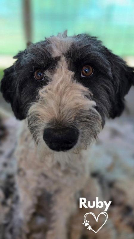 Ruby, Adoptable, Young Female Poodle.