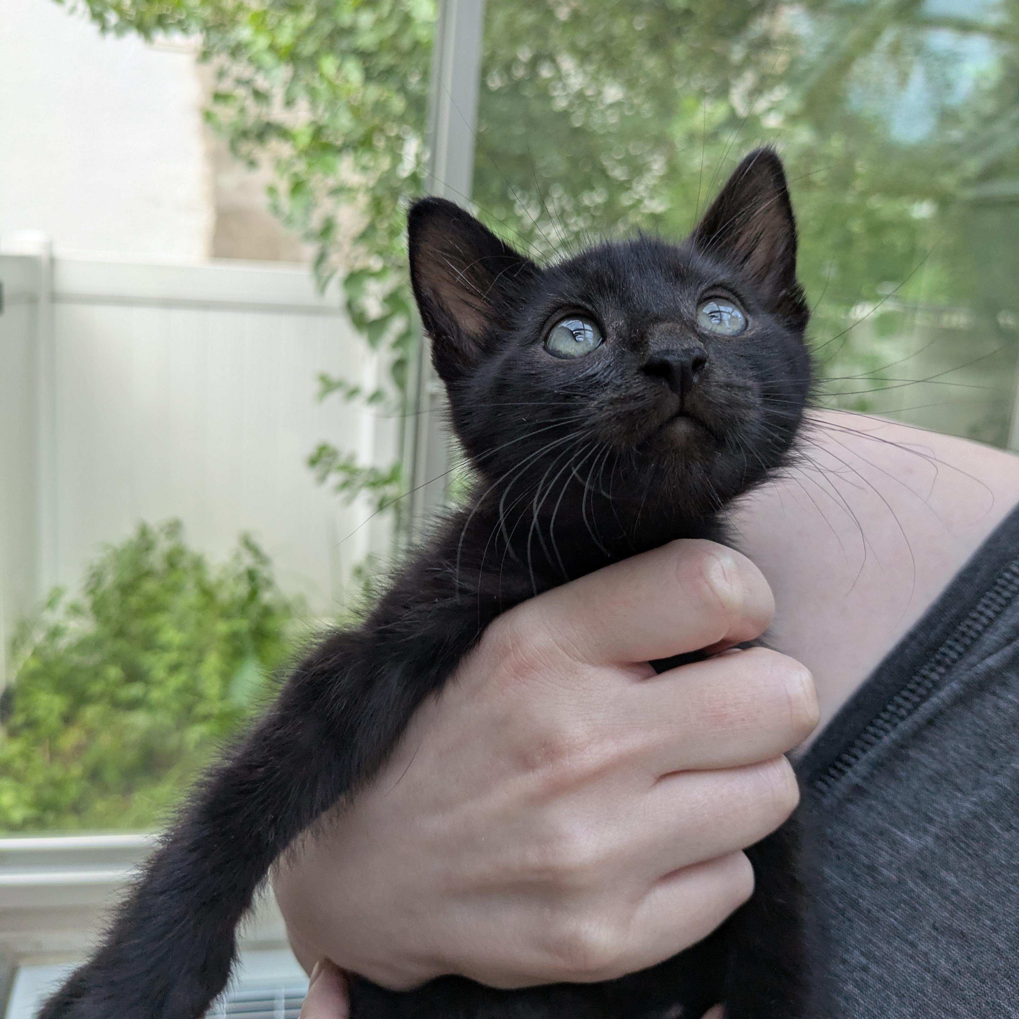 Enlarge Andromeda, an adopted Domestic Short Hair in Haddon Heights, NJ image 1/2