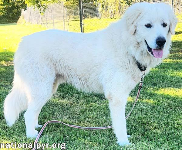 Appa in KY - Loves Car Rides!