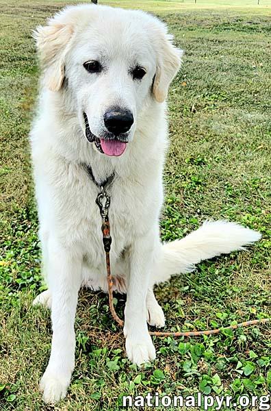 Appa in KY - Loves Car Rides!