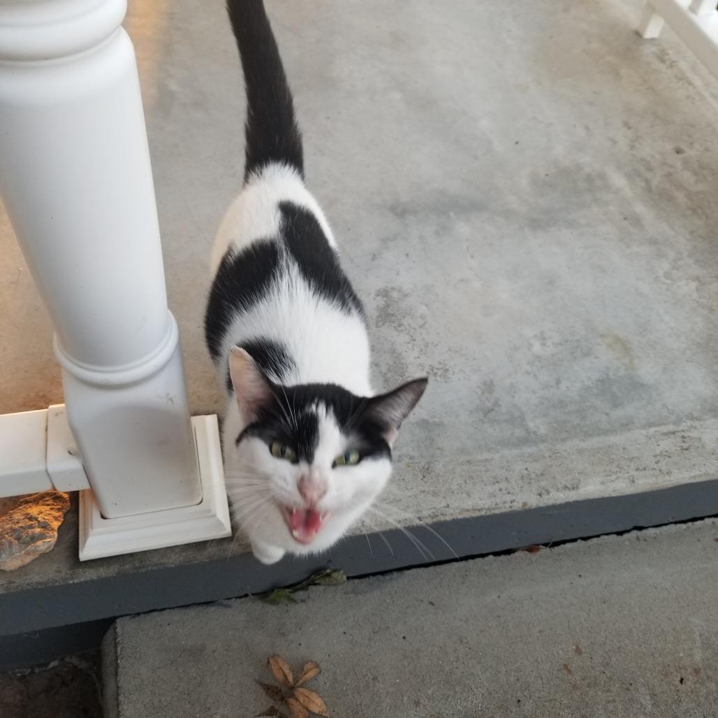 Patsche, Adoptable, Adult Female Domestic Short Hair.