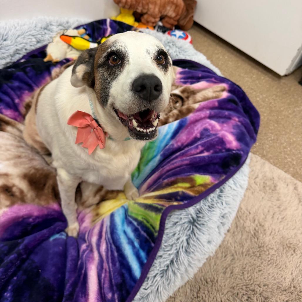 Abigail, Adoptable, Adult Female Mixed Breed & Mixed Breed.